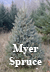 Concolor Fir